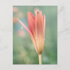 Postal Lily abriéndose en una mañana de marea