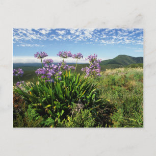 Postal Lily africana (Agapanthus praecox), Mossel Bay