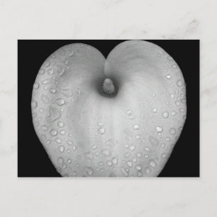Postal Lily con gotas de lluvia