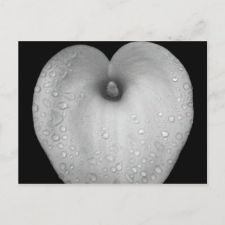 Postal Lily con gotas de lluvia