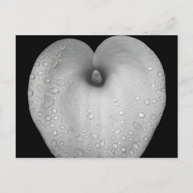 Postal Lily con gotas de lluvia (Anverso)