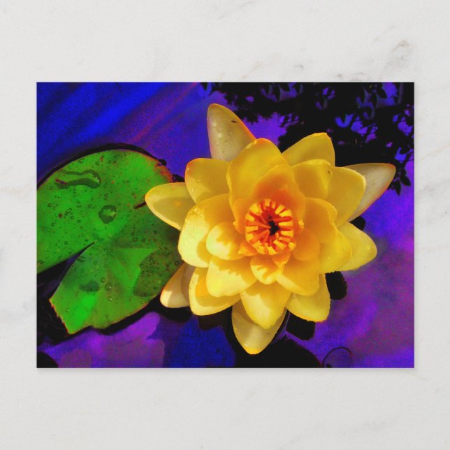 POSTAL LILY DE AGUA AMARILLA (Anverso)