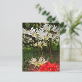 Postal Lily de araña blanca ポ ス カ ド