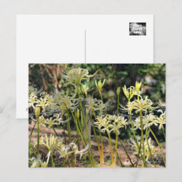 Postal Lily de araña blanca ポ ス カ ド