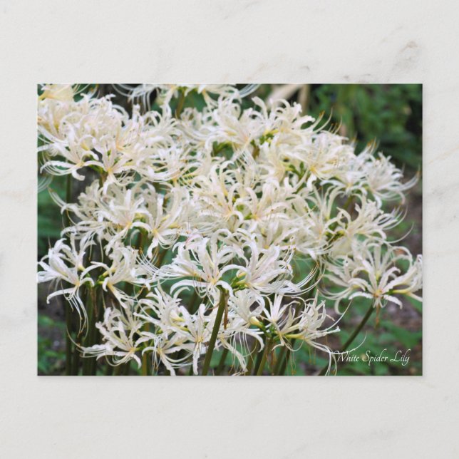 Postal Lily de araña blanca ポ ス カ ド (Anverso)