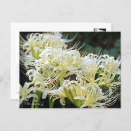 Postal Lily de araña blanca ポ ス カ ド