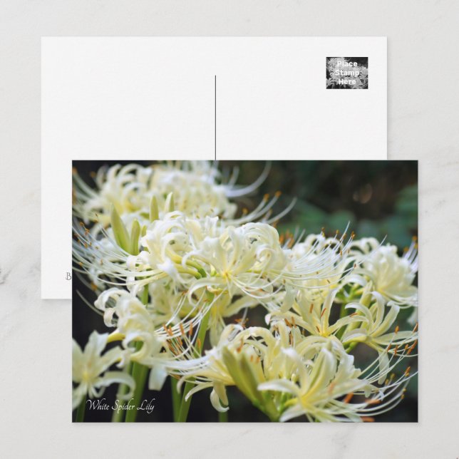 Postal Lily de araña blanca ポ ス カ ド (Anverso / Reverso)