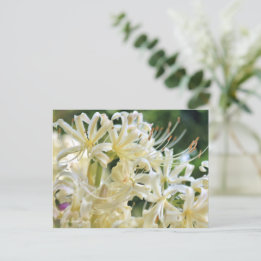 Postal Lily de araña blanca ポ ス カ ド