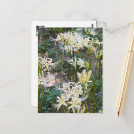 Postal Lily de araña blanca ポ ス カ ド