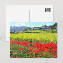 Postal Lily de araña roja ポ ス カ ド