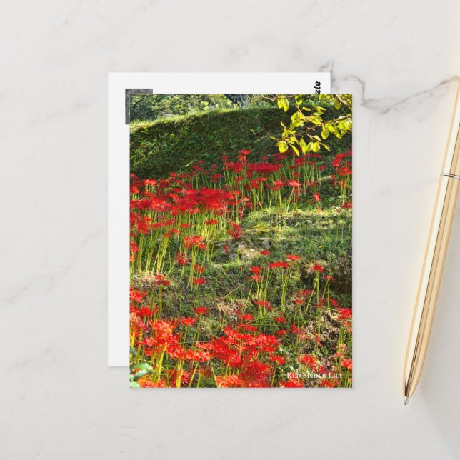 Postal Lily de araña roja ポ ス カ ド (Anverso/Reverso In Situ)