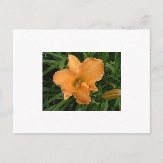 Postal Lily de día (Anverso)
