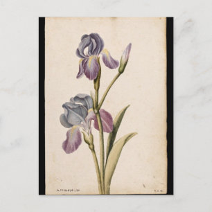 Postal Lily de Jacques de Morgues