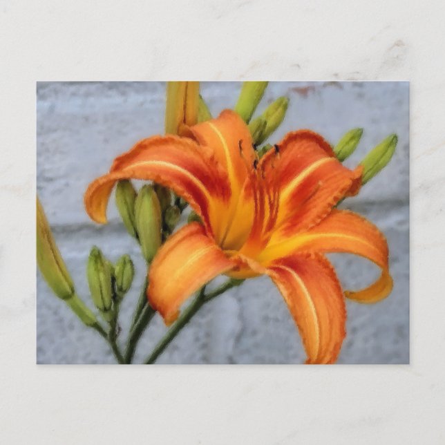 Postal Lily de la Fundación - Daylily (Anverso)