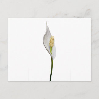 Postal Lily de la Paz, Spathiphyllum