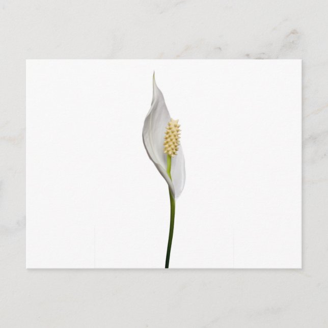 Postal Lily de la Paz, Spathiphyllum (Anverso)