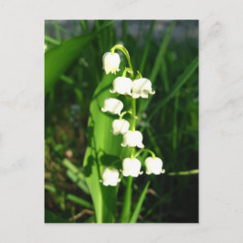 Postal Lily De Las Flores Del Valle