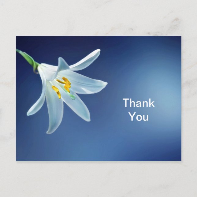 Postal Lily De Pascua Gracias Postcard (Anverso)