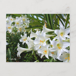 Postal Lily de Semana Santa ポ ス カ ド