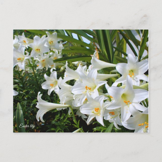 Postal Lily de Semana Santa ポ ス カ ド (Anverso)