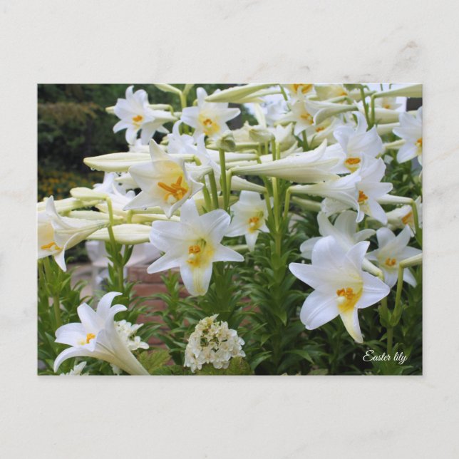 Postal Lily de Semana Santa ポ ス カ ド (Anverso)