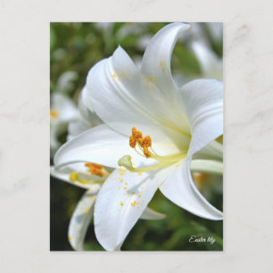 Postal Lily de Semana Santa ポ ス カ ド