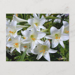 Postal Lily de Semana Santa ポ ス カ ド