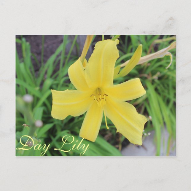 Postal Lily del Día Amarillo # 1 (Anverso)
