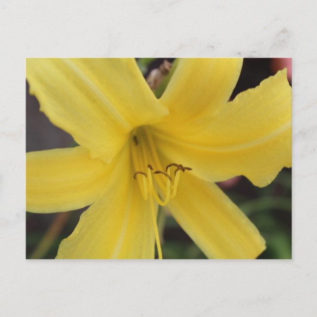 Postal Lily del Día Amarillo # 2 (Anverso)