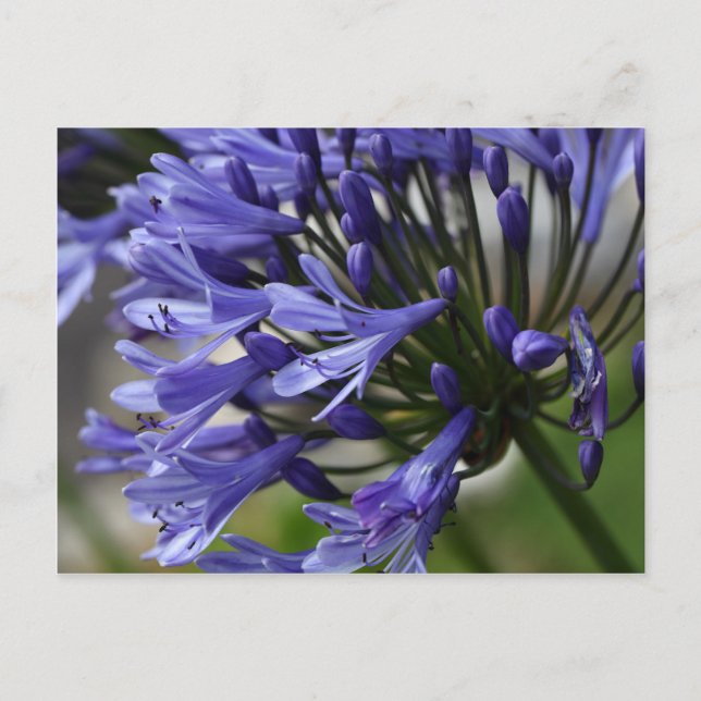 Postal Lily del Nilo (Agapanthus sp.) (Anverso)