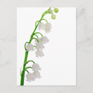 Postal Lily Del Valle