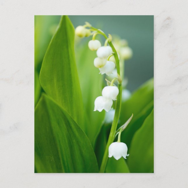 Postal Lily del Valle (Anverso)
