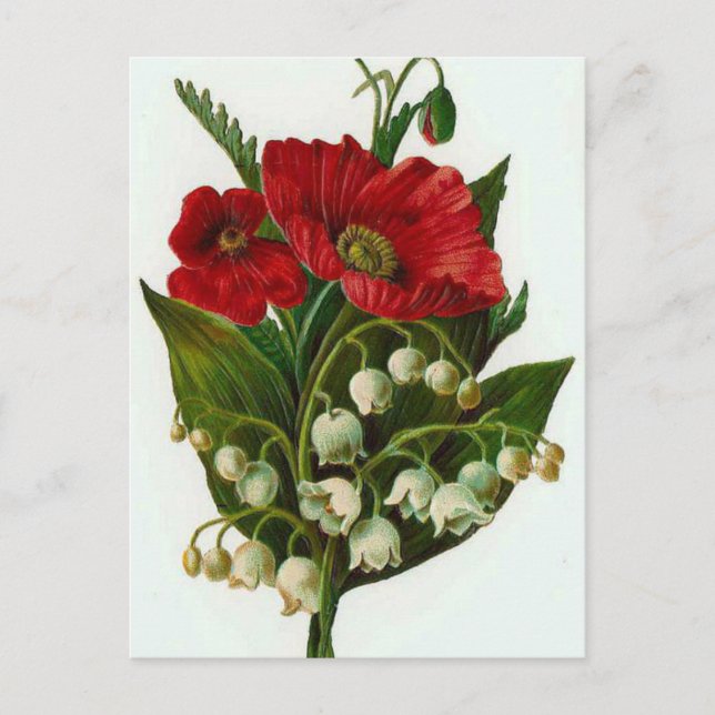 Postal Lily Del Valle Y El Diseño De La Viñeta (Anverso)