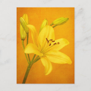 Postal Lily Flower