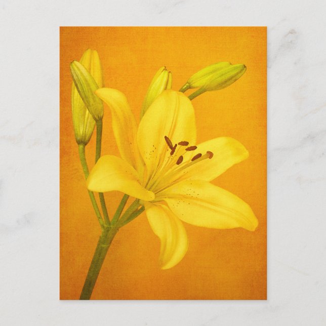 Postal Lily Flower (Anverso)