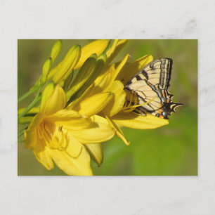 Postal Lily Lover - Mariposa