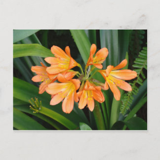 Postal Lily naranja con múltiples floraciones
