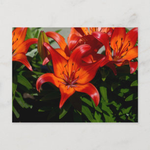 Postal Lily, Naranja Rosa Oscuro