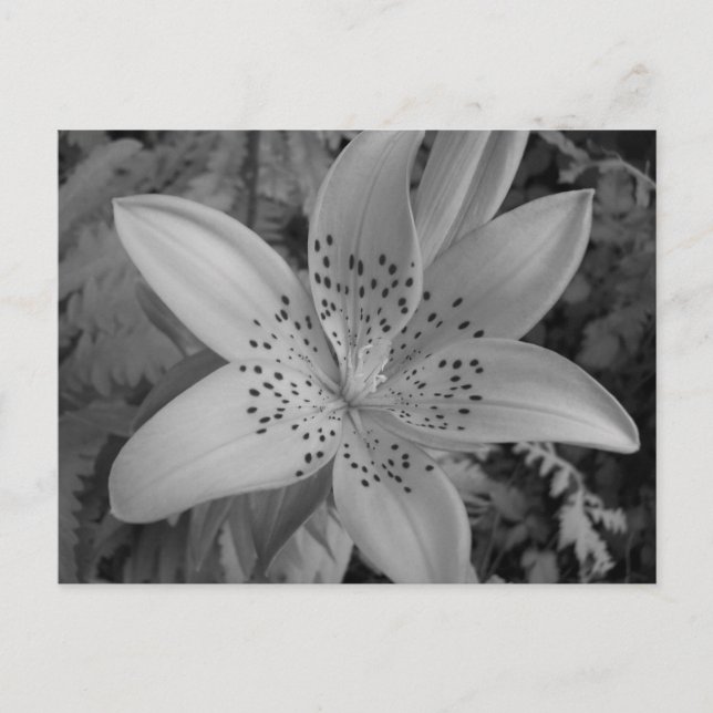 Postal Lily norteamericana (Anverso)
