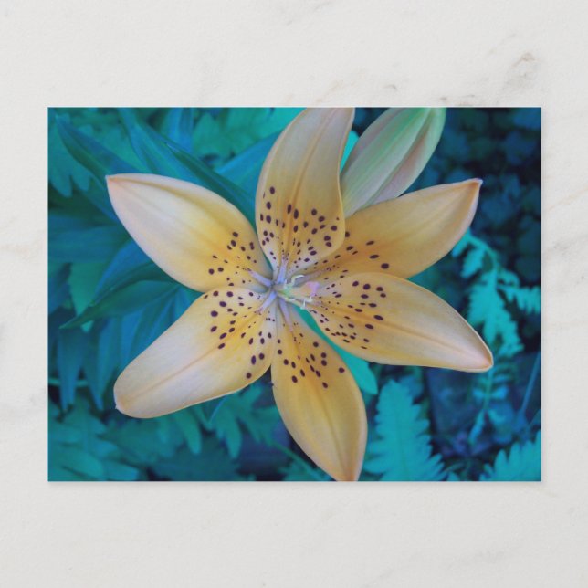 Postal Lily norteamericana (Anverso)