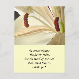 Postal Lily of Light