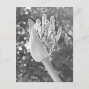 Postal Lily of the Nile Close Up Black & White