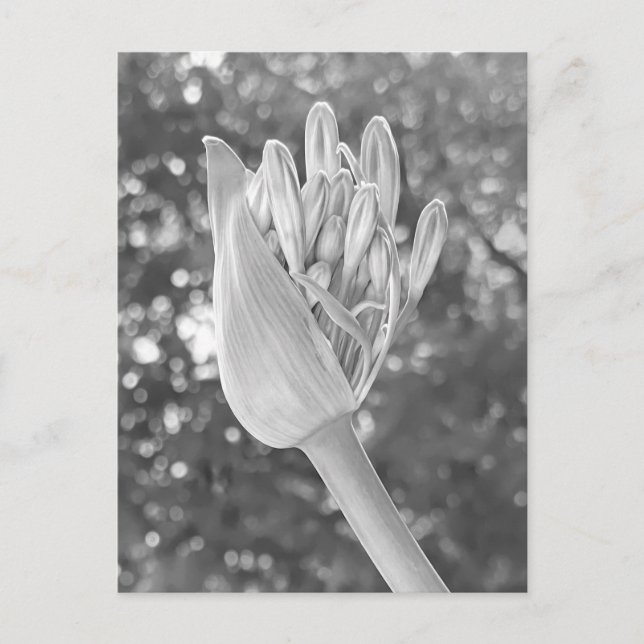 Postal Lily of the Nile Close Up Black & White (Anverso)