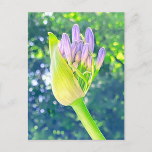 Postal Lily of the Nile Flower Close Up