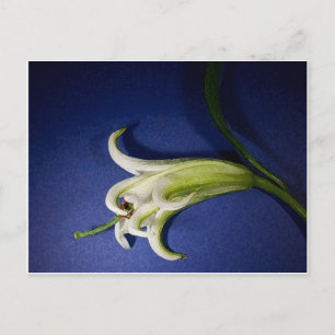 Postal Lily On Blue