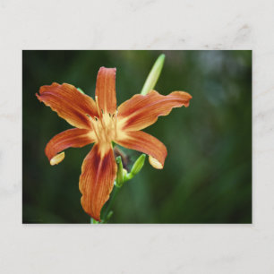 Postal Lily P6588