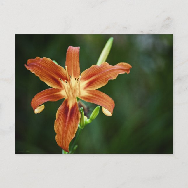 Postal Lily P6588 (Anverso)