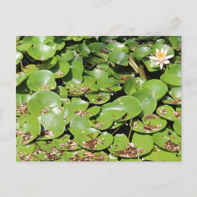 Postal Lily Pad # 1 (Anverso)