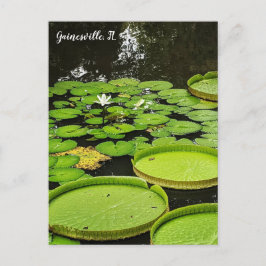 Postal Lily Pads