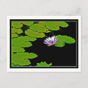 Postal Lily Pads